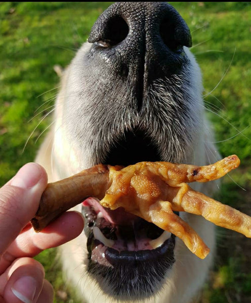 Introducción de los snacks naturales en nuestros cachorros.