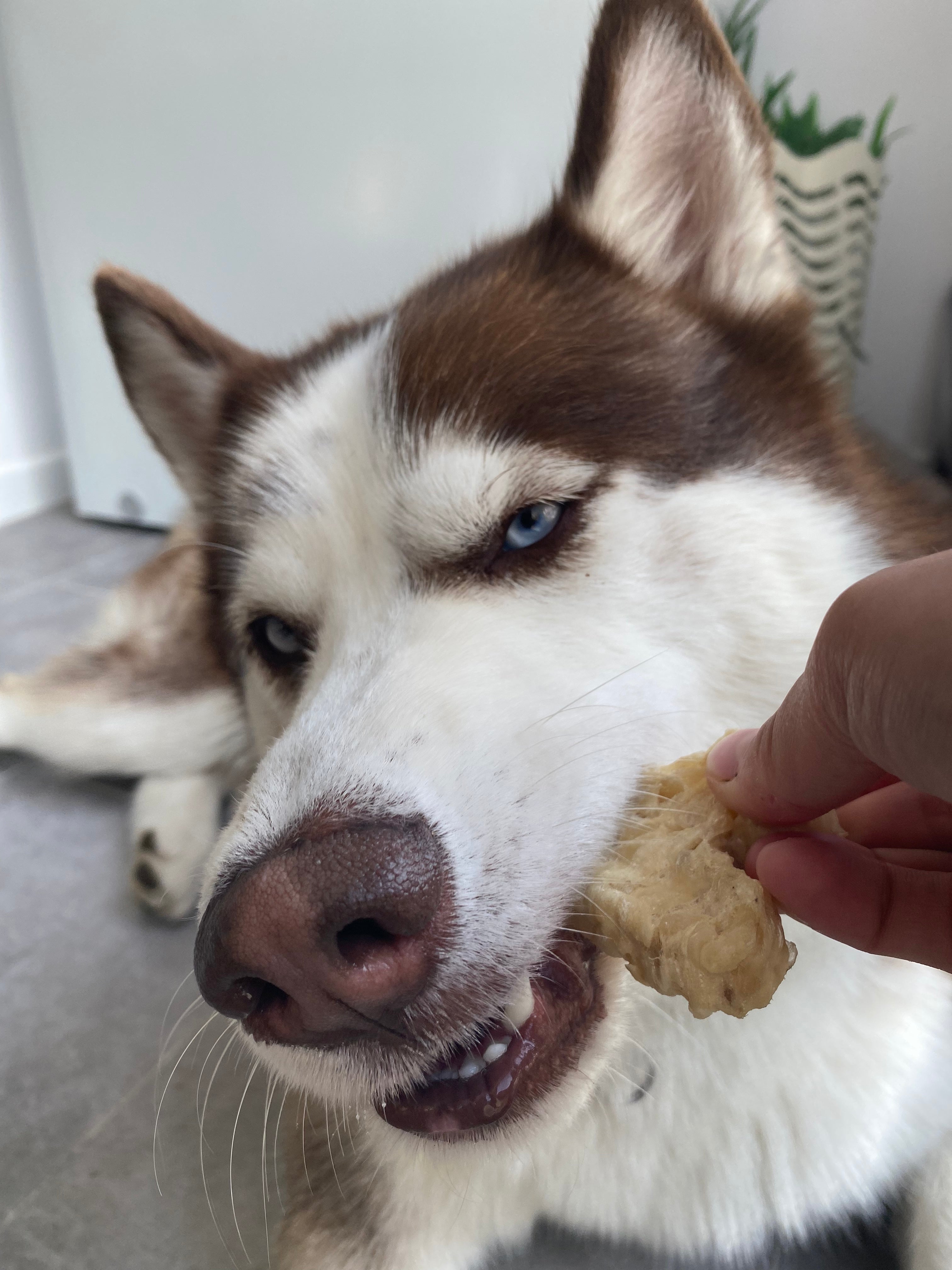 Huesito de Yuka