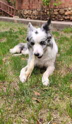 Pata de cordero