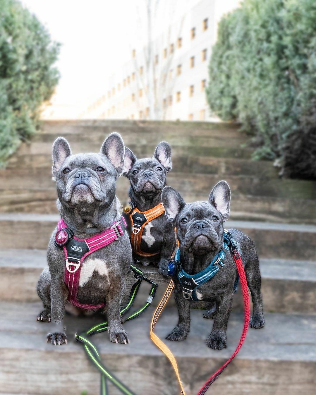 Arnés Dog Copenhaguen Comfort Walk Air