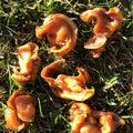 Chips de morro de cerdo